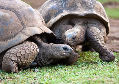 tortoise 400x283.jpg